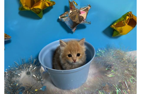 成約済の大阪府のスコティッシュフォールド-68361の4枚目